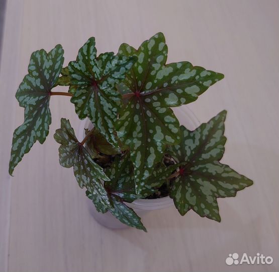 Бегония каудексная