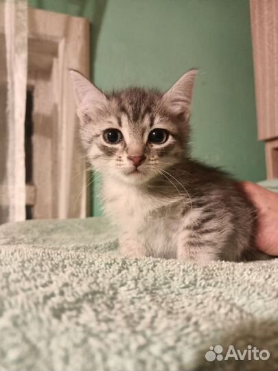 Котенок милый малыш