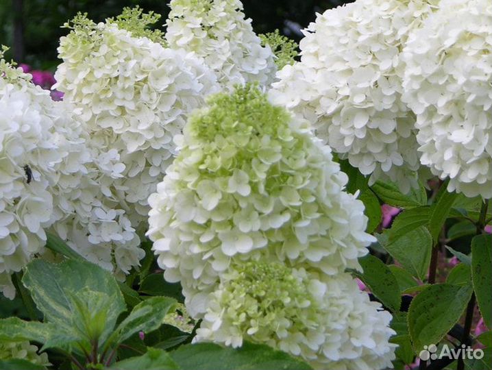 Саженцы гортензии метельчатой Полар Бир