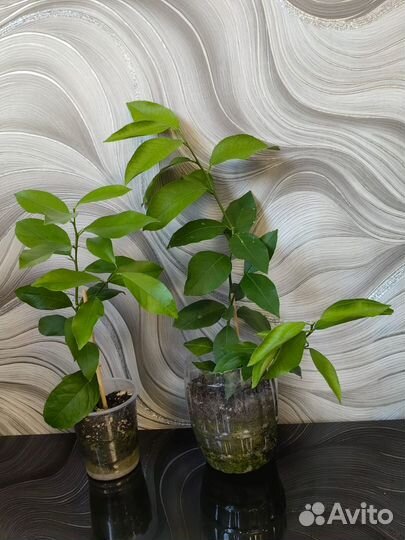 Лимоны Меера, Лунарио, Павловский