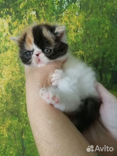 Котята Экзоты