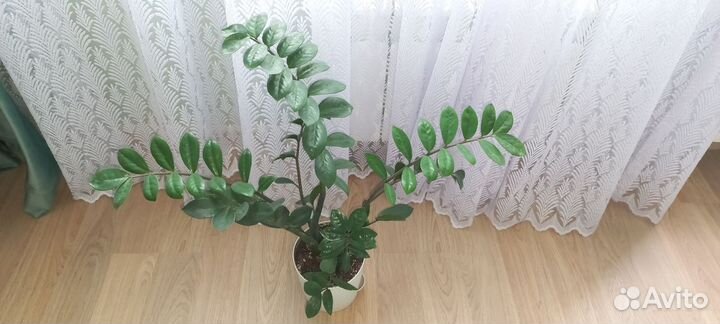 Комнатные ростение цветы Аглаонема Замиакулкас