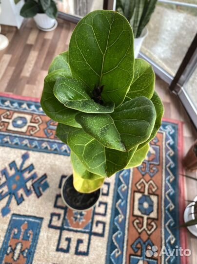 Фикус лирато