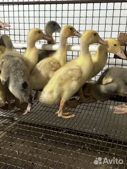 Бройлерные утки быстрорастущие