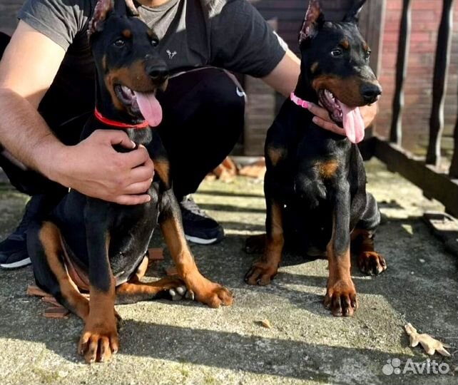 Щенки добермана