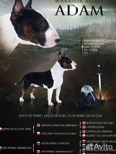 Вязка бультерьер стандартный