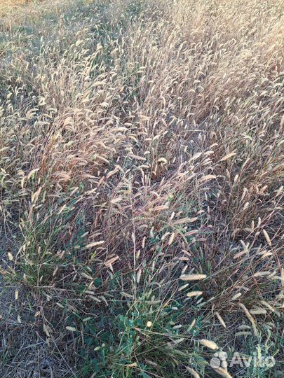 Продам сено в тюках