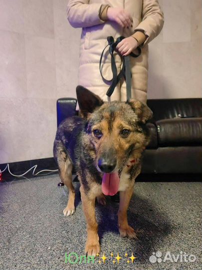 Собака в добрые руки