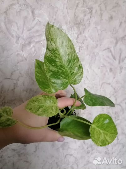 Филодендрон Гигантум