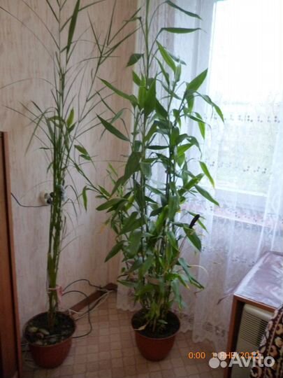 Домашние растения разные