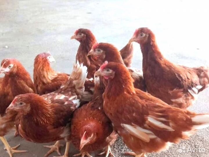 Куры несушки