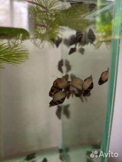 Улитка Хелена