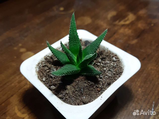 Комнатные цветы хавортия