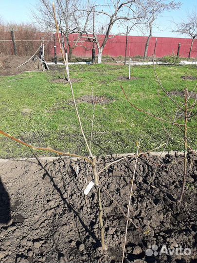 Саженцы груши,чер/смородины,жимолость,живая изгор