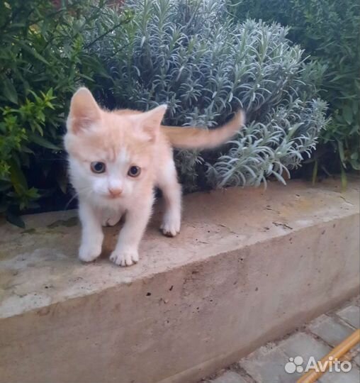 Котенок-мальчик