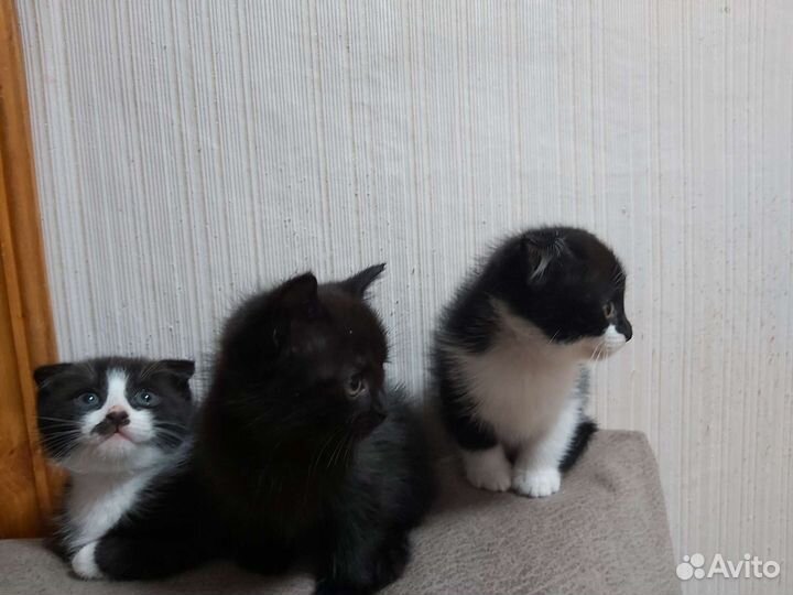 Котики ищут Дом