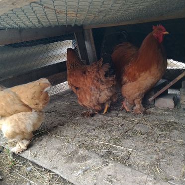 Инкубационное яйцо