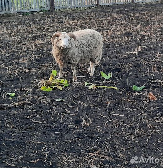 Продажа баранов