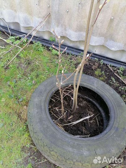 Ирга саженцы