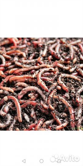 Червь дендробена