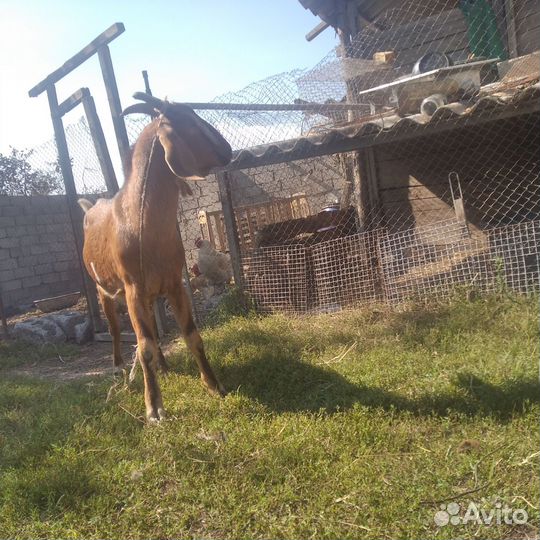 Нубийские козы