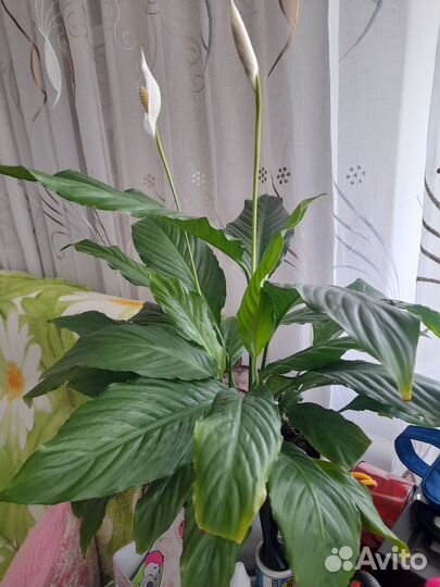 Спатифиллум