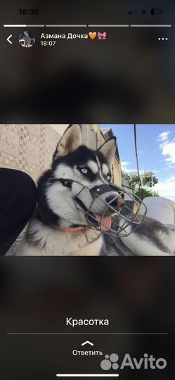 Сибирский хаски