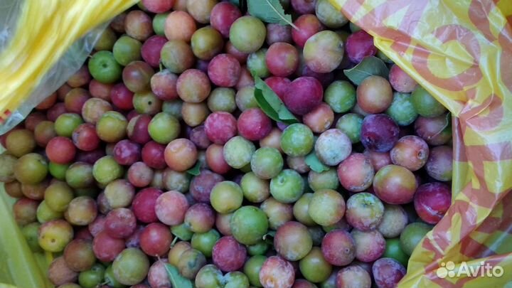 Саженцы сливы