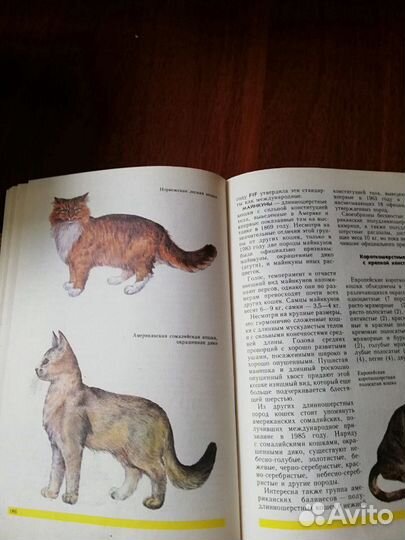 Книга о домашних животных