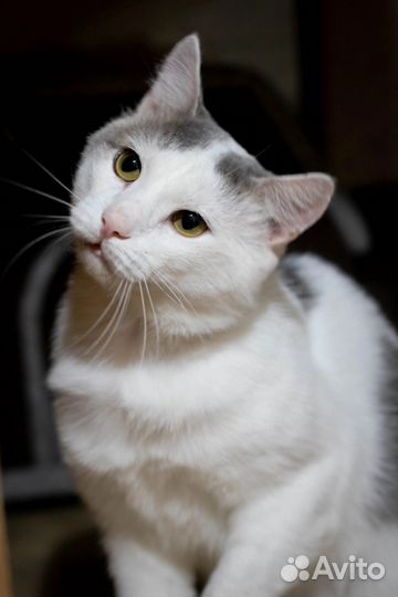 Кот Фунтик