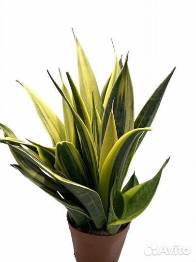 Кактусы, Суккуленты, Сансевиерия