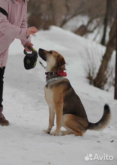 Щенок девочка Джина в добрые руки бесплатно