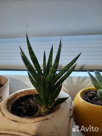 Сансаверия франциско