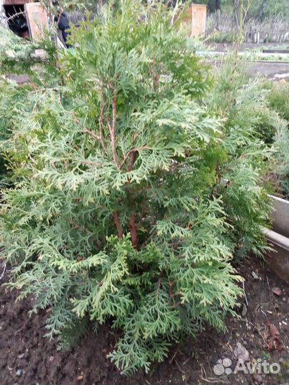 Саженцы хвойных растений