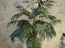 Комнатное растение Хамедорея 7 лет. 1, 4 метра