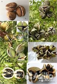 Саженцы Ксантоцероса (чекалкин орех )