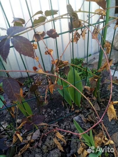 Ежевика без шипов