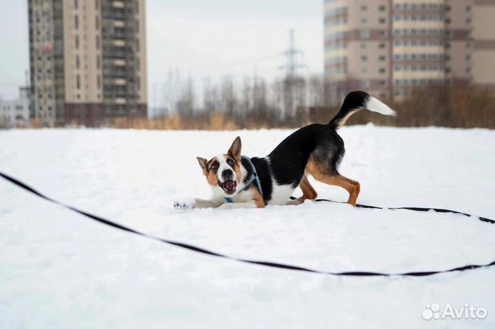 Красивый щенок подросток Барни ищет дом