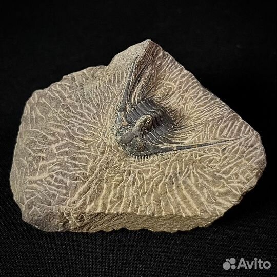 Трилобит окаменелость ископаемое палеонтология