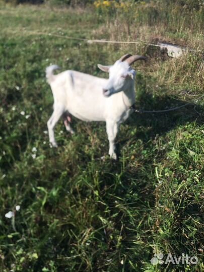 Зааненская коза