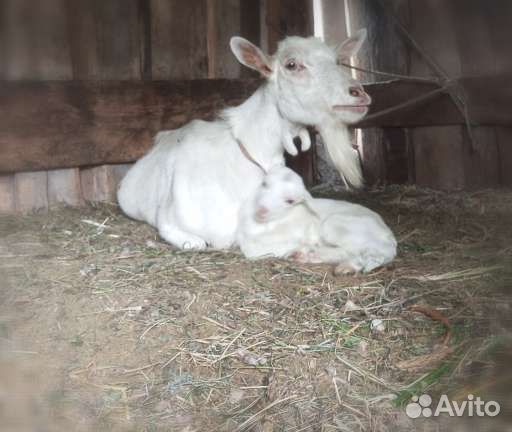 Зааненские козлики и козочка