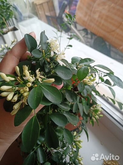 Муррайя метельчатая