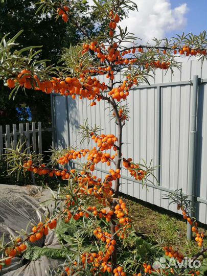 Саженцы облепихи