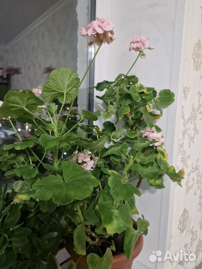 Пеларгония герань