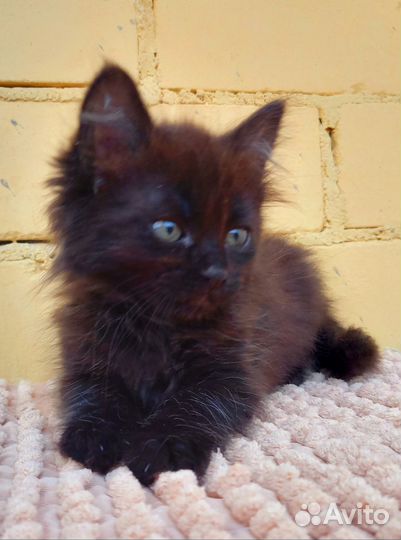 Котенок в добрые руки