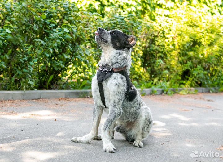 Алабай в поисках бесплатной передержке