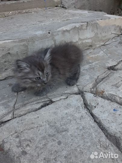 Кошка в дар