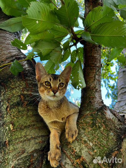 Абиссинская кошка