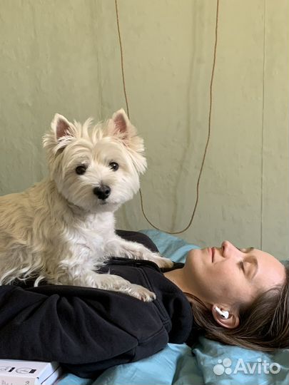 Передержка собак