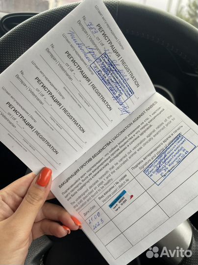 Услуги ветеринарного врача. 24/7